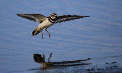 Killdeer