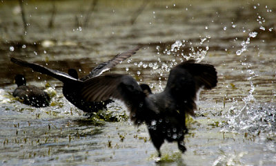 Gallery: South Carolina Coastal Wildlife Habitats