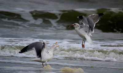 Gallery: Gulls and Terns and allies