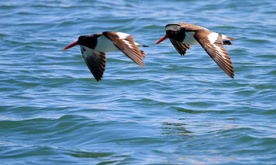 Gallery: Shorebirds