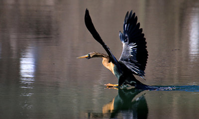 Anhinga landing (2)