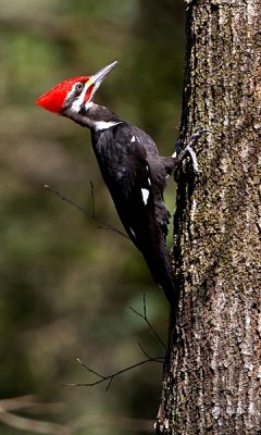 Pileated woodpecker