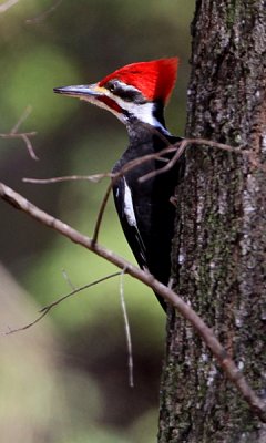 Pileated woodpecker