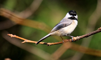 Chickadees and Nuthatches