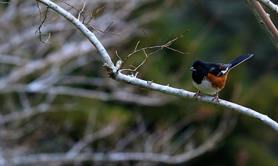 Song birds Assorted