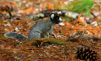 Fox Squirrel