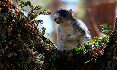 Fox Squirrel