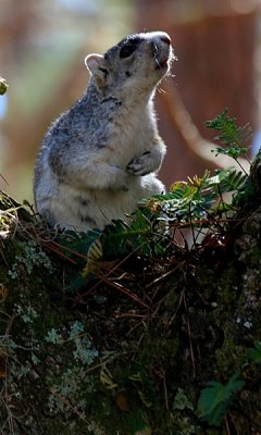 Fox Squirrel