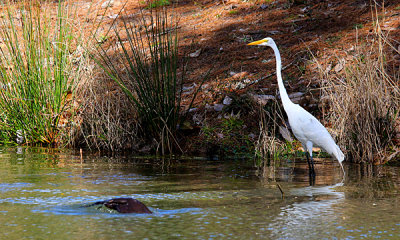 River otter with Great egret