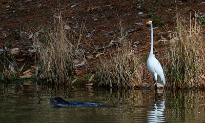 River otter with Great egret