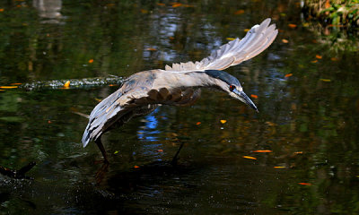 Black-crowned Nightheron (adult)