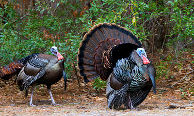 Wild Turkey males display