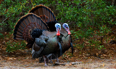 Wild Turkey males display