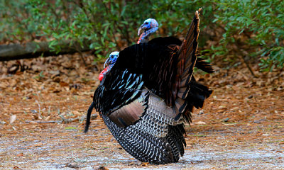 Wild Turkey