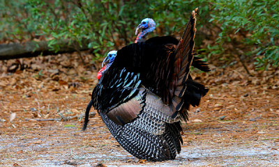 Wild Turkey males display