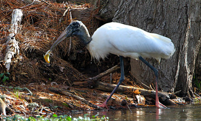 White Stork fishing