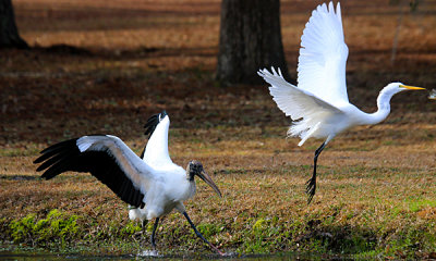 White Stork with Egret