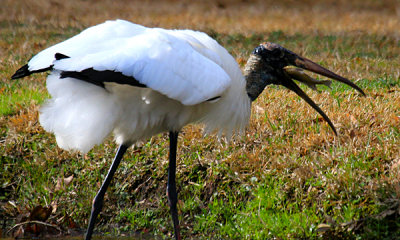 White Stork fishing