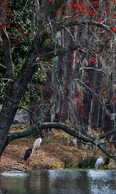 Spanish moss and waders