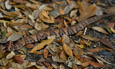 Cottonmouth