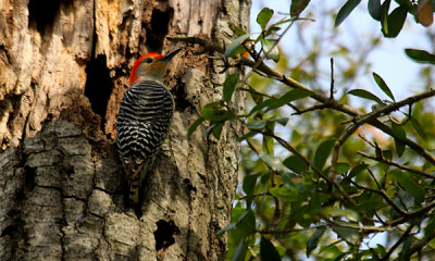 Gallery: Woodpeckers