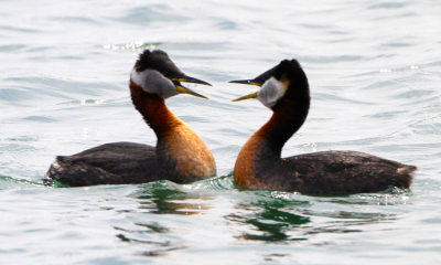 Red-necked Grebe