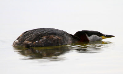 Red-necked Grebe