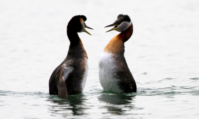 Gallery: Grebes