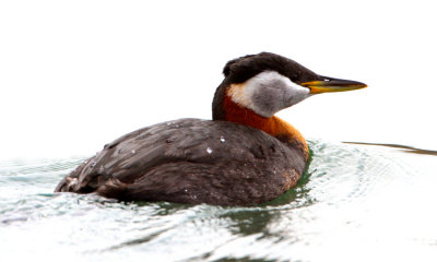 Red necked Grebes