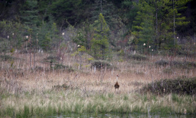 Sandhill Crane