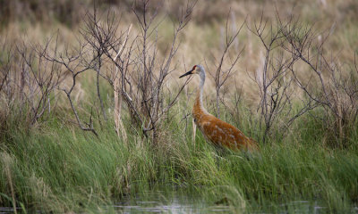 Sandhill Crane