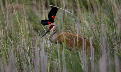 Sandhill Crane