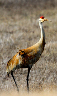 Sandhill Crane