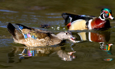 Wood Ducks