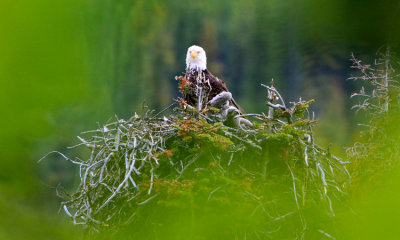 Bald Eagle