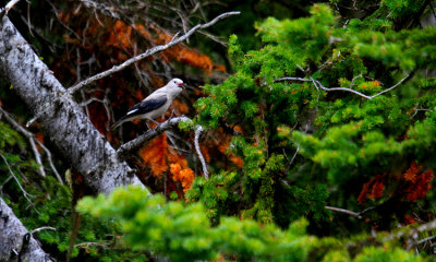 Clark's Nutcracker