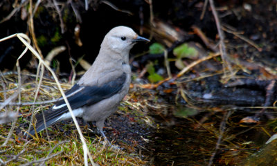 Clark's Nutcracker