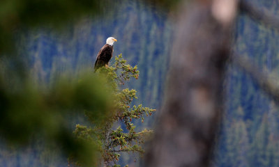 Bald Eagle