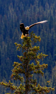 Bald Eagle