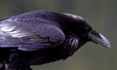 Raven