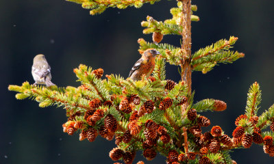 Crossbills