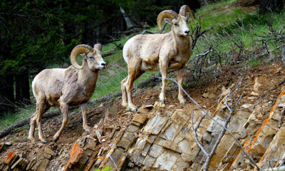 Bighorn Rams, Banff N.P.