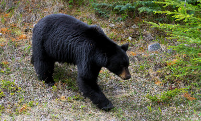 Black Bears of the Canadian Rockies 2014