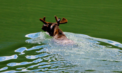 Moose, Jasper N.P. 2014
