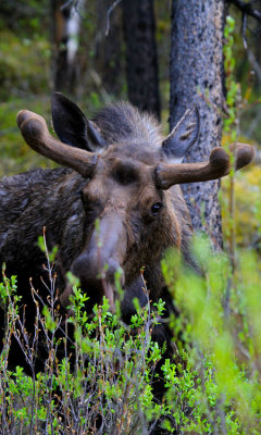 Moose