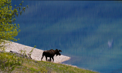 Moose, Jasper N.P. 2014