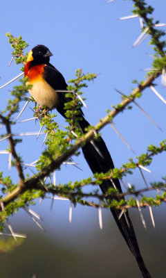 Acacia-paradise wydah, Tanzania