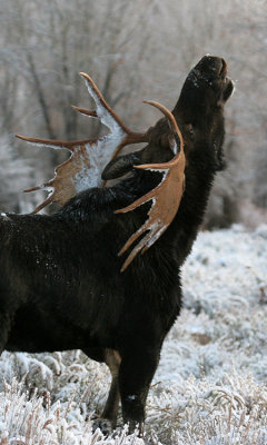 Bull moose performing flehem, Wyoming