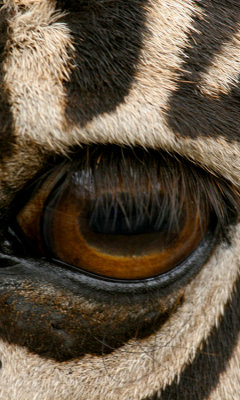 Common zebra, Kenya