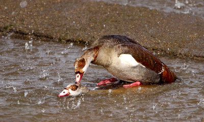 Egyptian goose in rain, Tanzania